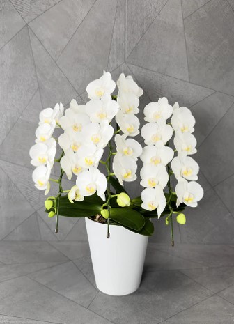 Potted Phalaenopsis Orchid white small size